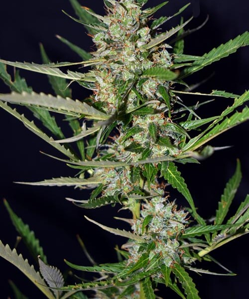 Sour Ryder ASB S1