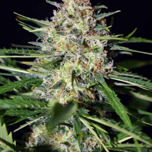 Afghan Shadow ASB
