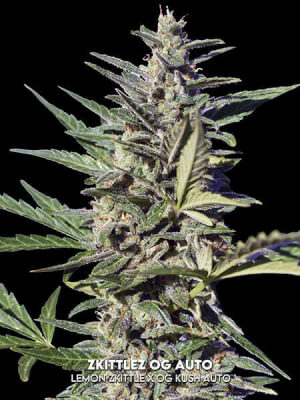 Zkittlez OG Auto