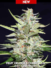 Fruit Orange Cookies ASB