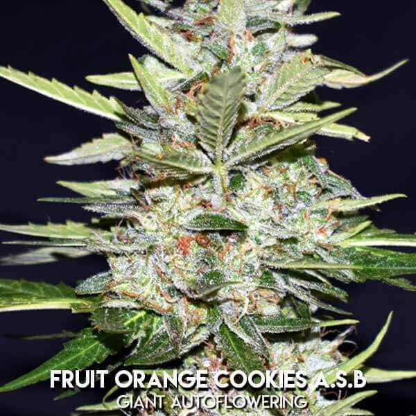 Fruit Orange Cookies ASB