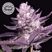 L.A Kush Cake