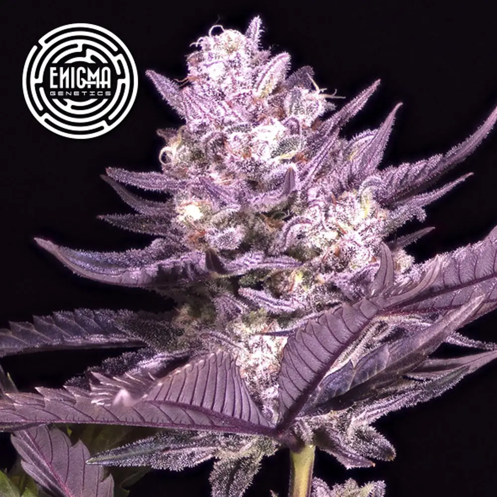 LA Kush Cake