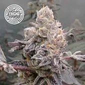 Original Sunset Sherbert