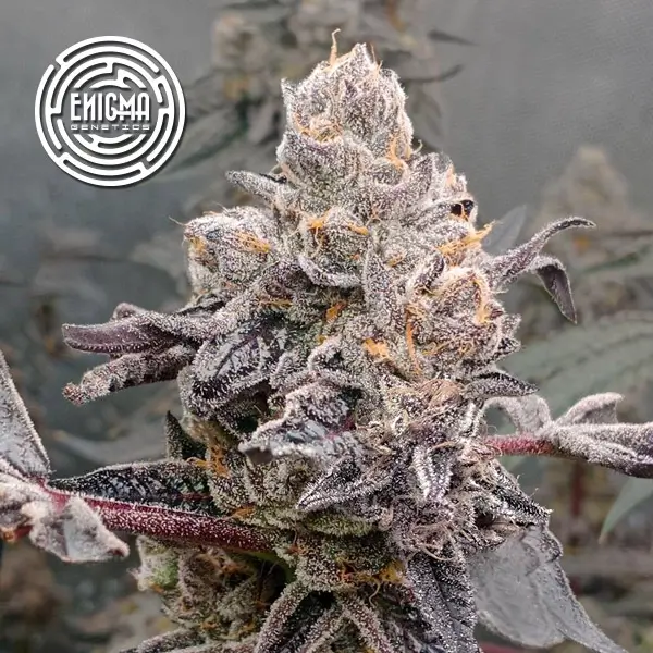 Sunset Sherbet