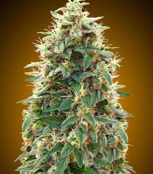 Auto 00 Cheese