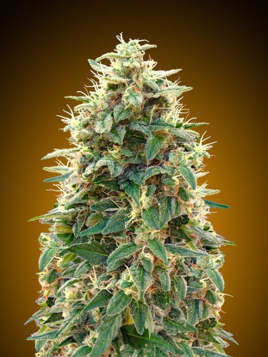 00 Cheese Auto