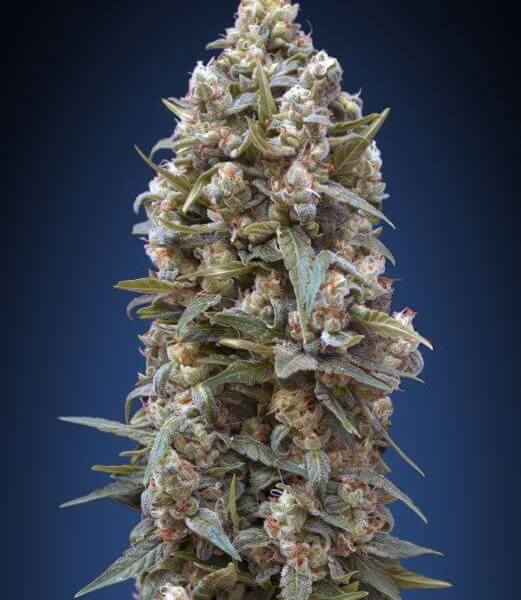 Auto 00 kush