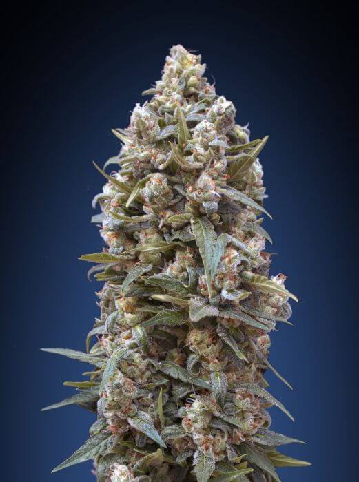 00 Kush Auto