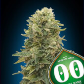Auto Afghan Mass XXL