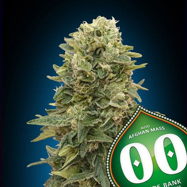 Afghan Mass XXL Auto