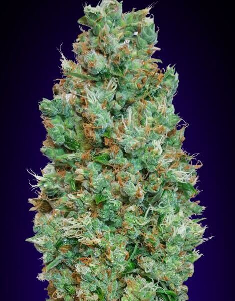 Auto Blueberry