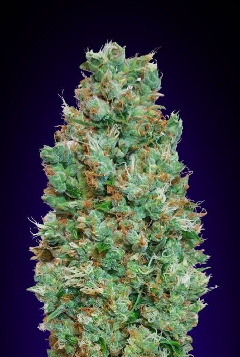 Blueberry Auto