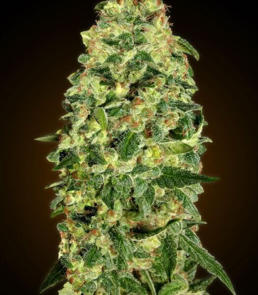 Auto California Kush