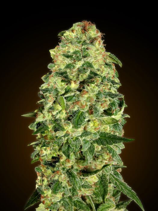 California Kush Auto