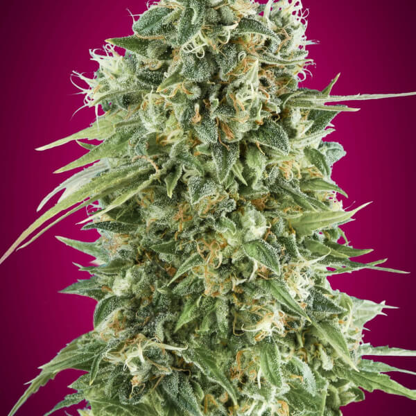 Bubble Gum CBD