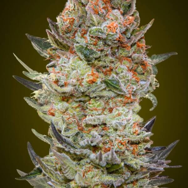 Sweet Critical CBD