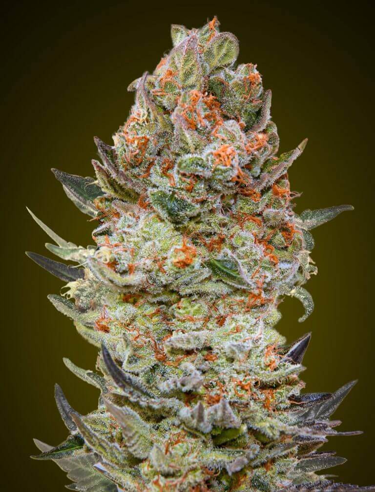 Foto de la variedad Auto Sweet Critical
