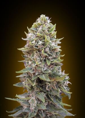Auto Cheese Berry