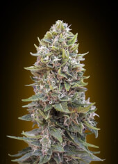 Auto Cheese Berry
