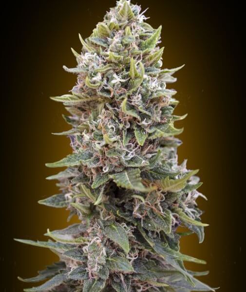Auto Cheese Berry