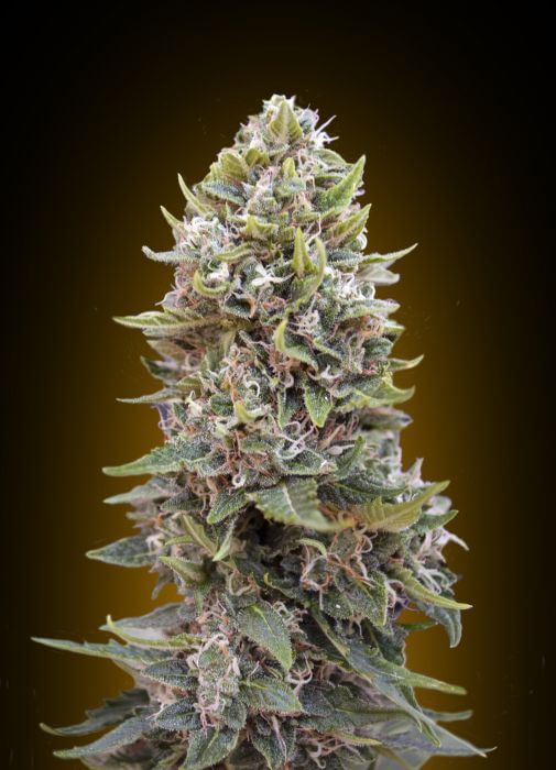 Cheese Berry Auto