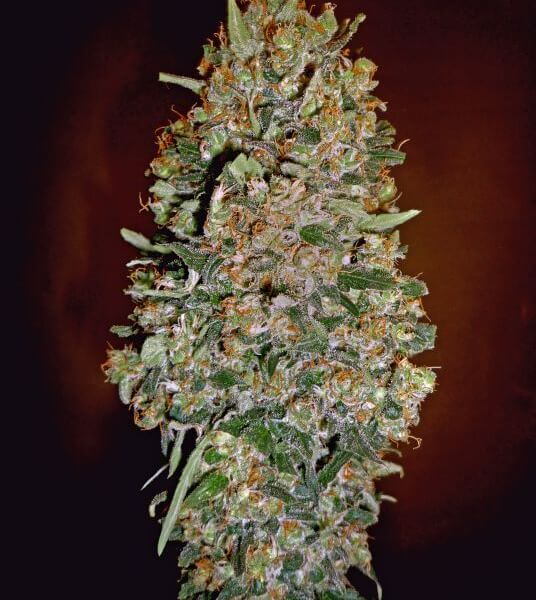 Auto Chocolate Skunk