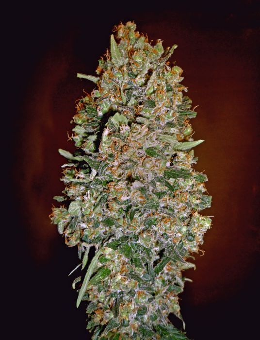 Chocolate Skunk Auto
