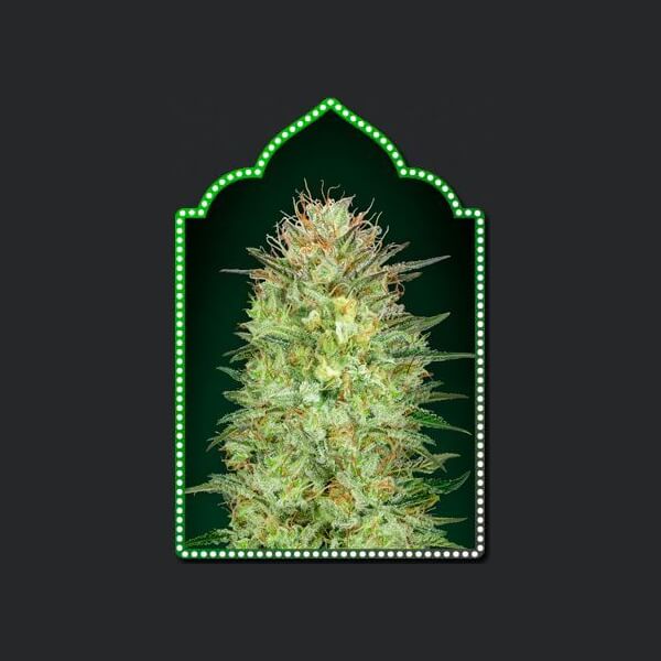 Auto Sweet Critical