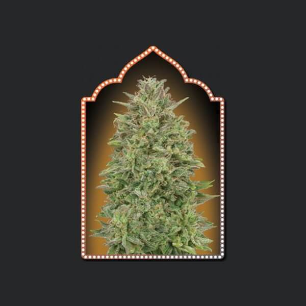 00 Skunk