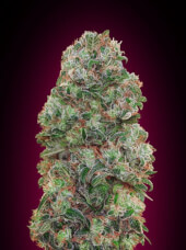 Bubble gum
