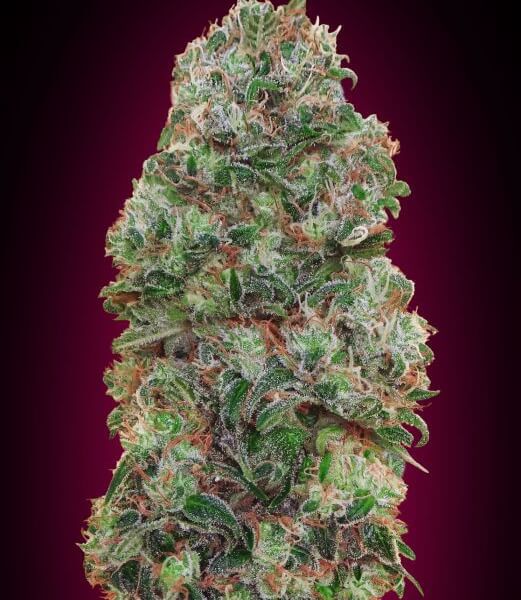 Bubble gum