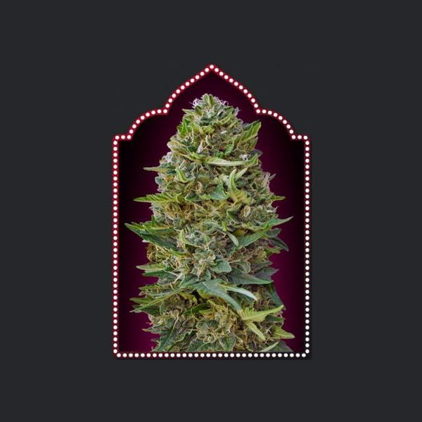 Caramel Kush