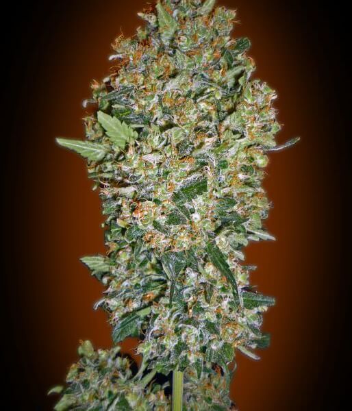 Cheese Berry