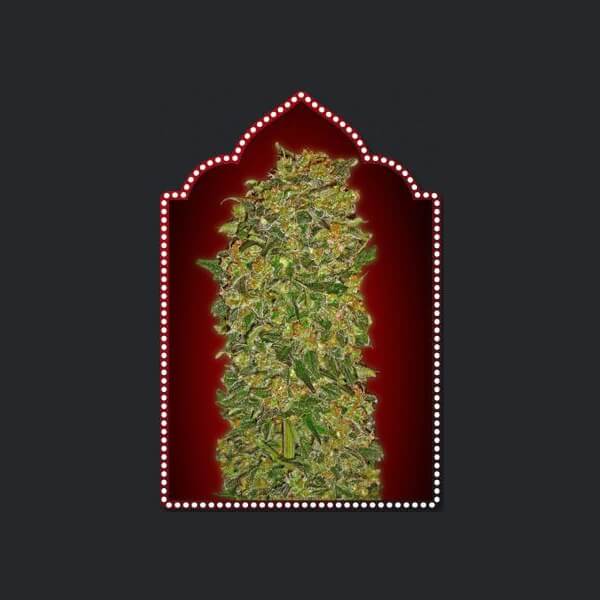 Chocolate Kush