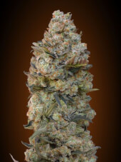 Chocolate Skunk