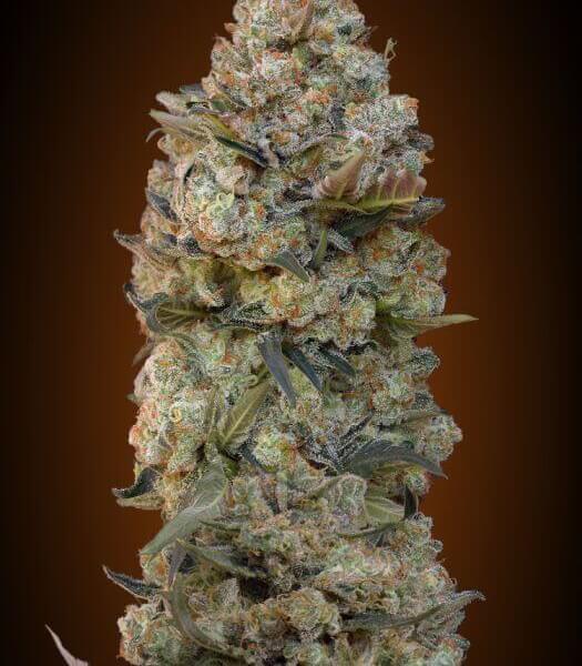 Chocolate Skunk