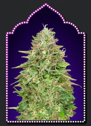 Critical Poison