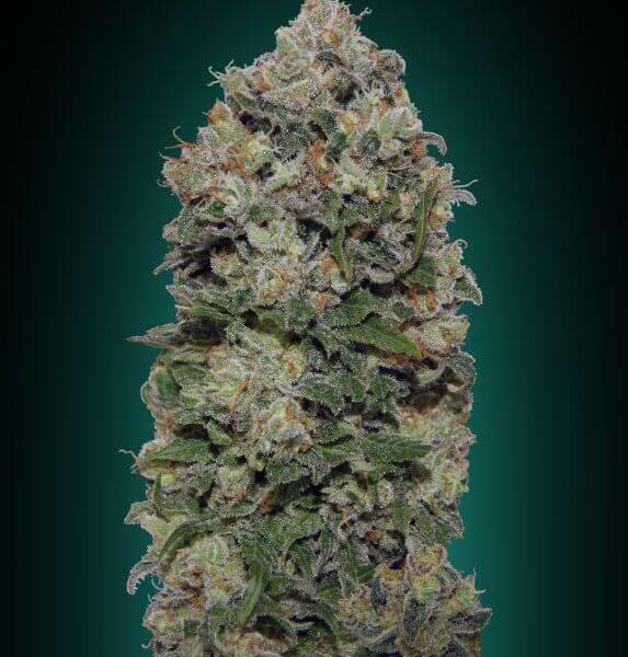 Northern Lights