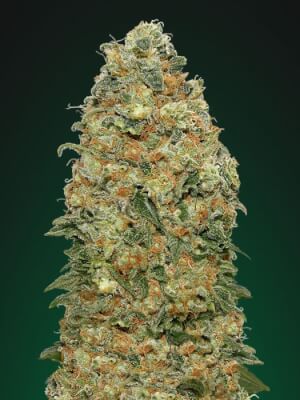 White Widow