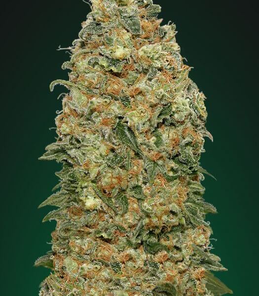 White Widow