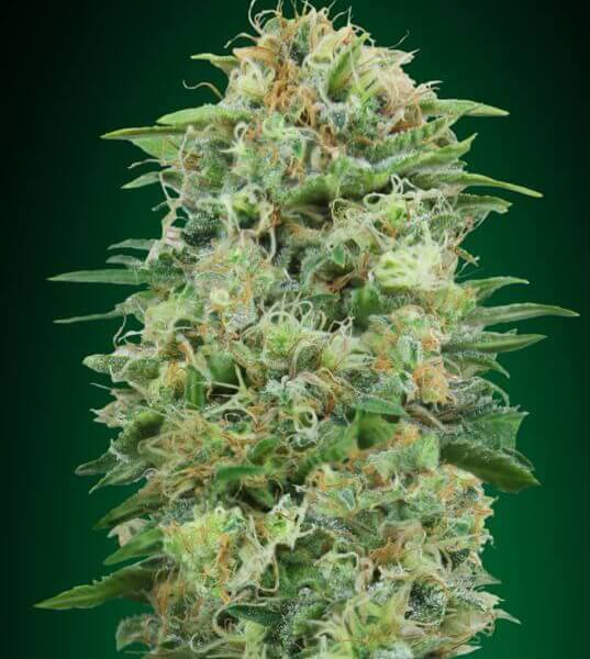 White Widow CBD