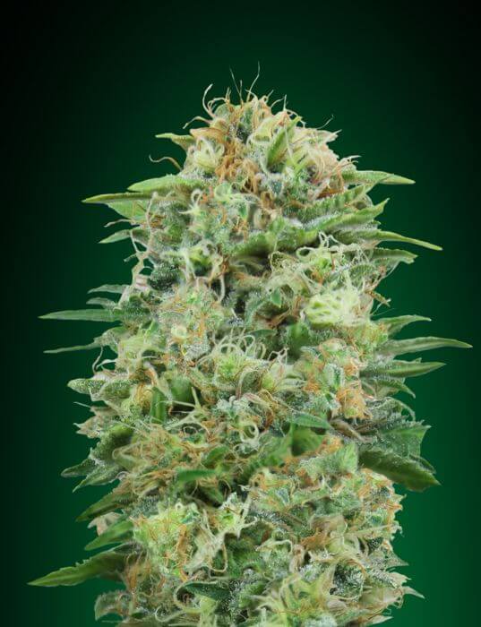 White Widow CBD