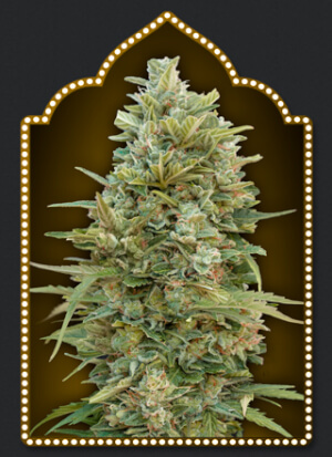 Auto Do-Si-Dos Cookies