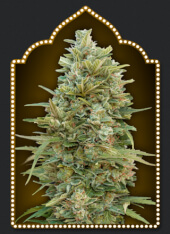 Auto Do-Si-Dos Cookies