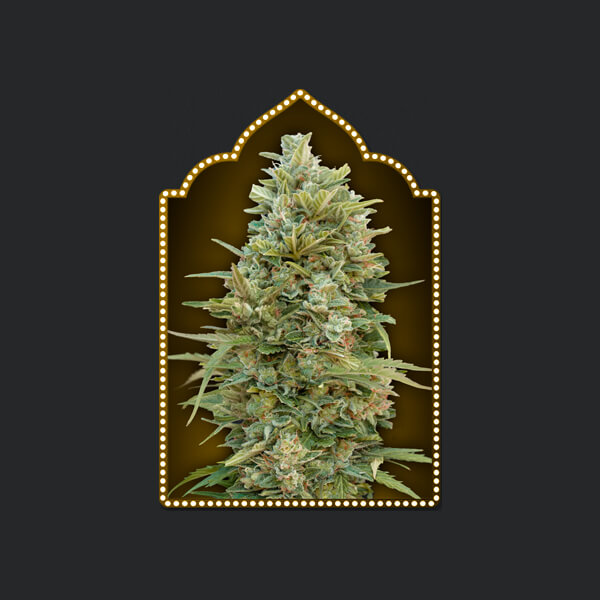 Auto Do-Si-Dos Cookies