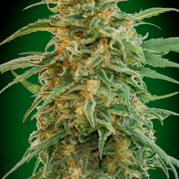 Auto Gorilla