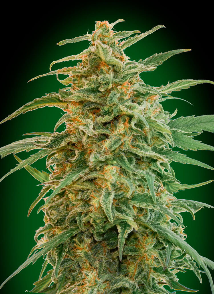 Gorilla Auto