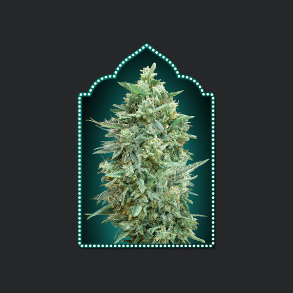 Auto Northern Lights XXL