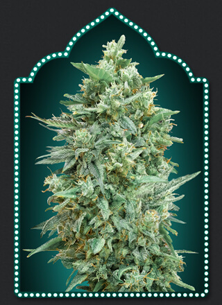 Northern Lights XXL Auto